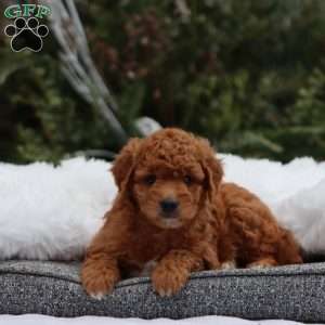 Faith, Mini Goldendoodle Puppy